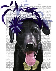 Black Labrador With Blue Fascinator