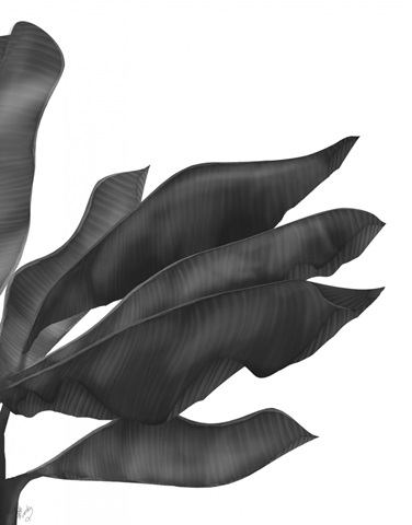 Banana Leaves 1, Black on White