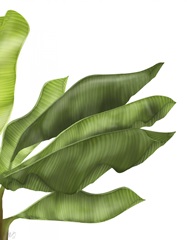 Banana Leaves 1, Green on White