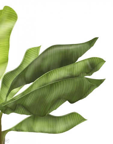 Banana Leaves 1, Green on White
