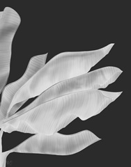 Banana Leaves 1, White On Black