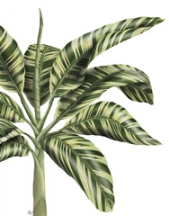 Banana Tree 3, Green