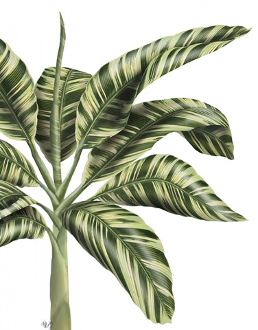 Banana Tree 3, Green