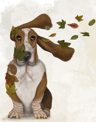 Basset Hound Windswept and Interesting