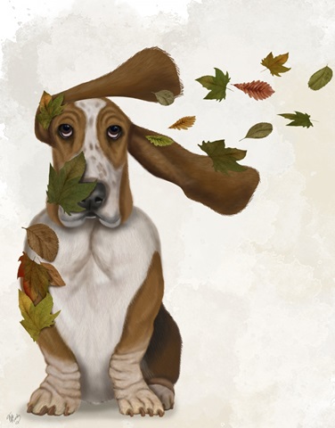 Basset Hound Windswept and Interesting