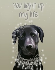 Black Labrador, You Light Up