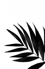 Black Palms II