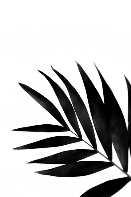 Black Palms II