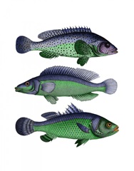 Blue and Green Fish Trio