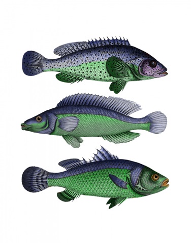 Blue and Green Fish Trio