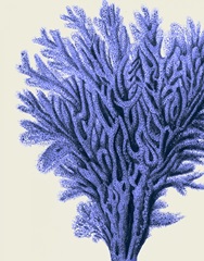 Blue Corals 2 a