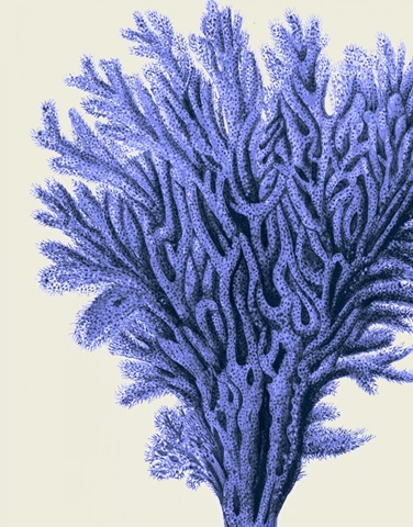 Blue Corals 2 a