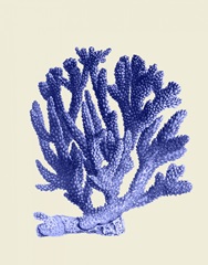 Blue Corals a