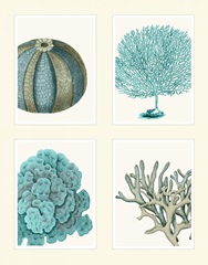 Blue Corals and Sea Urchins in 4 Panels
