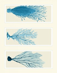 Blue Corals on 3 Panels