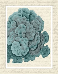 Blue Corals On VIntage Script e