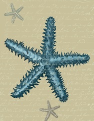 Blue Starfish on Taupe b