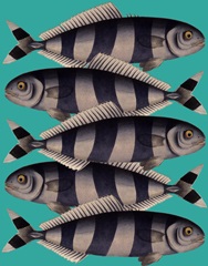 Blue Striped Fish