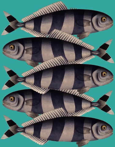 Blue Striped Fish