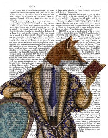 Book Reader Fox