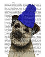 Border Terrier with Blue Bobble Hat