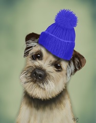 Border Terrier with Blue Bobble Hat