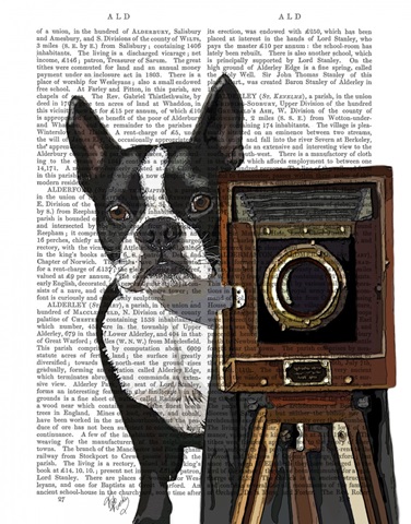 Boston Terrier Photographer