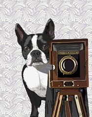Boston Terrier Photographer