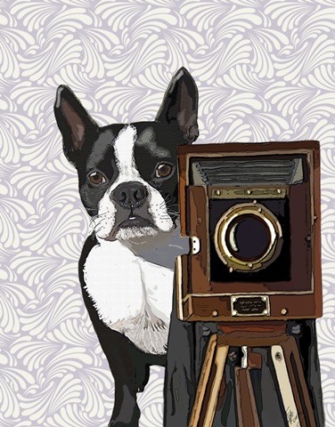 Boston Terrier Photographer