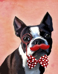 Boston Terrier Portrait with Red Bow Tie and Moustache