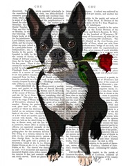 Boston Terrier with Rose in Mouth
