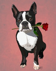 Boston Terrier with Rose in Mouth