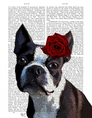Boston Terrier with Rose on Head