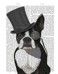 Boston Terrier, Formal Hound and Hat