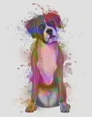 Boxer 1 Full Rainbow Splash