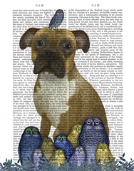 Boxer and Owls