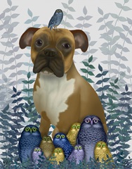 Boxer and Owls