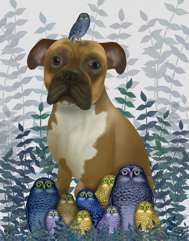 Boxer and Owls