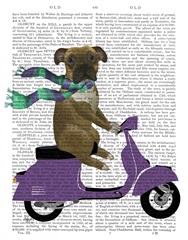 Boxer On Moped