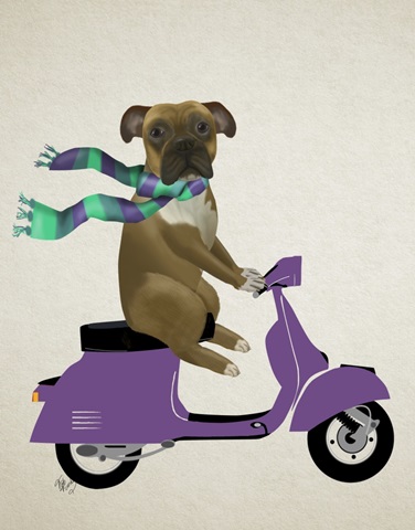 Boxer On Moped