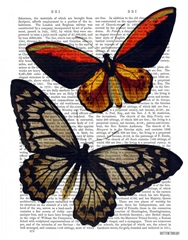 Butterflies 2