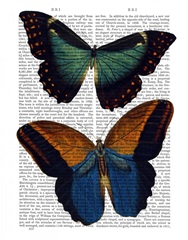 Butterflies 4