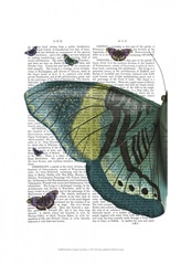 Butterfly in Turquoise and Yellow a