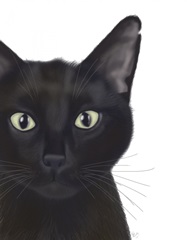 Cat, Portrait of Gus