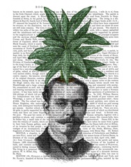 Chinese Evergreen Head Plant Head