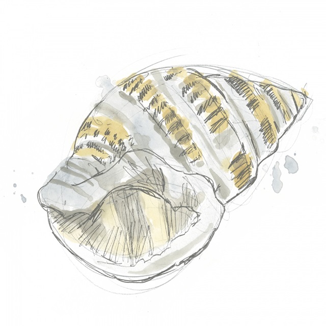 Citron Shell Sketch I