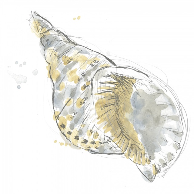 Citron Shell Sketch II