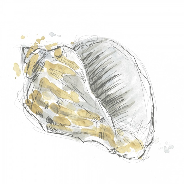 Citron Shell Sketch III