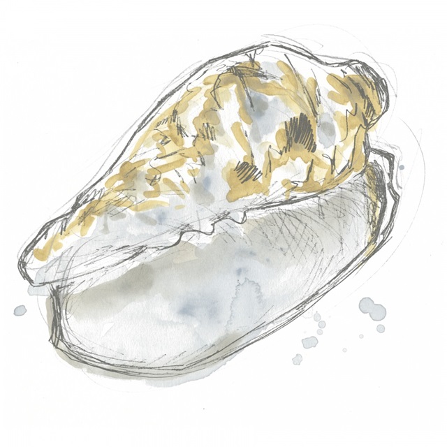 Citron Shell Sketch IV