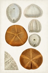 Coastal Curiosity II